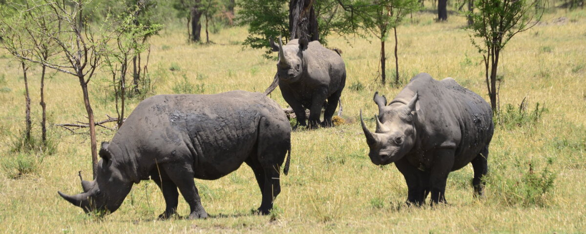 6 Days Tanzania Safari Tours