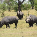 6 Days Tanzania Safari Tours