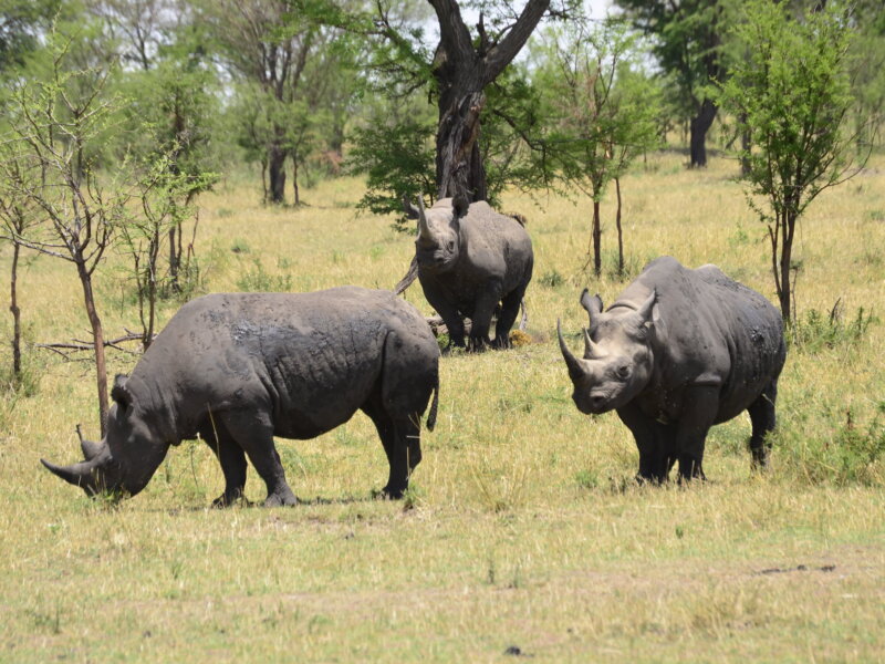 6 Days Tanzania Safari Tours