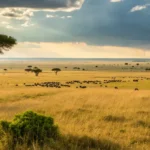 Tanzania Ethical Safari Tours
