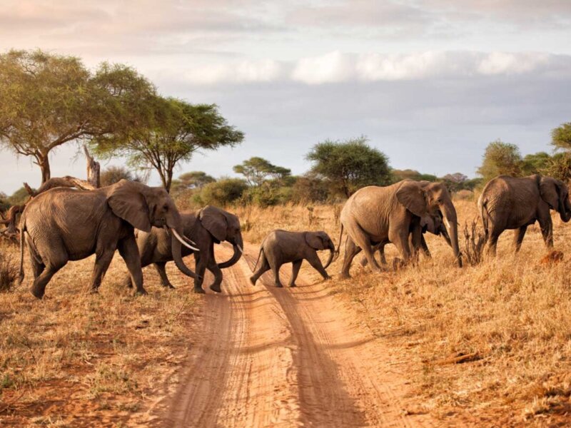 Tanzania Affordable Safari Packages: Explore Africa Without Breaking Your Budget