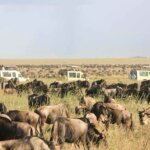 Tanzania Safari Travel Planning Guide
