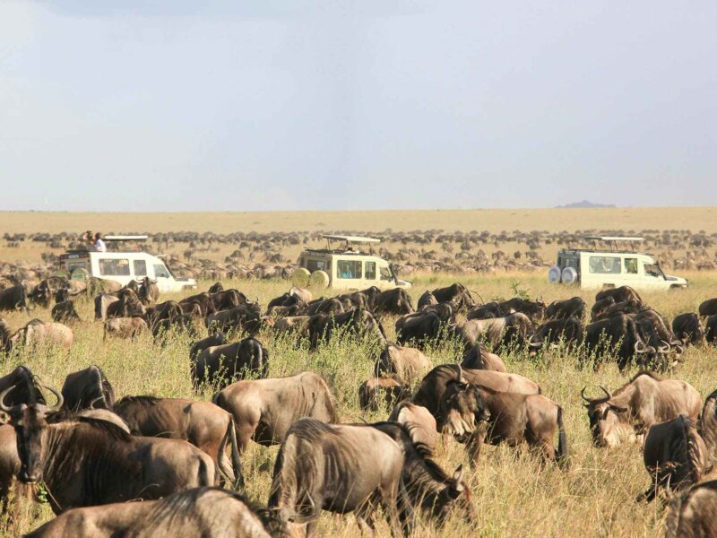 Tanzania Safari Travel Planning Guide