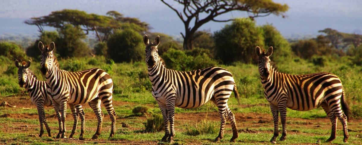 Why Is Tanzania Famous for Safaris?