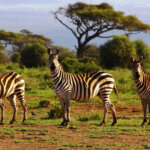 Why Is Tanzania Famous for Safaris?