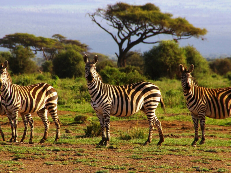 Why Is Tanzania Famous for Safaris?