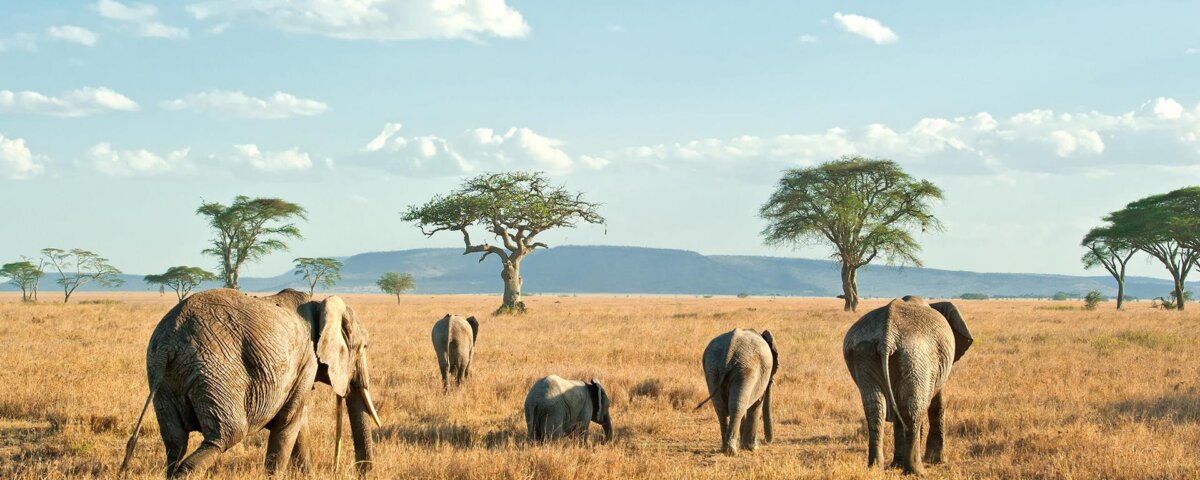March Tanzania Safari Tours