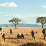 March Tanzania Safari Tours