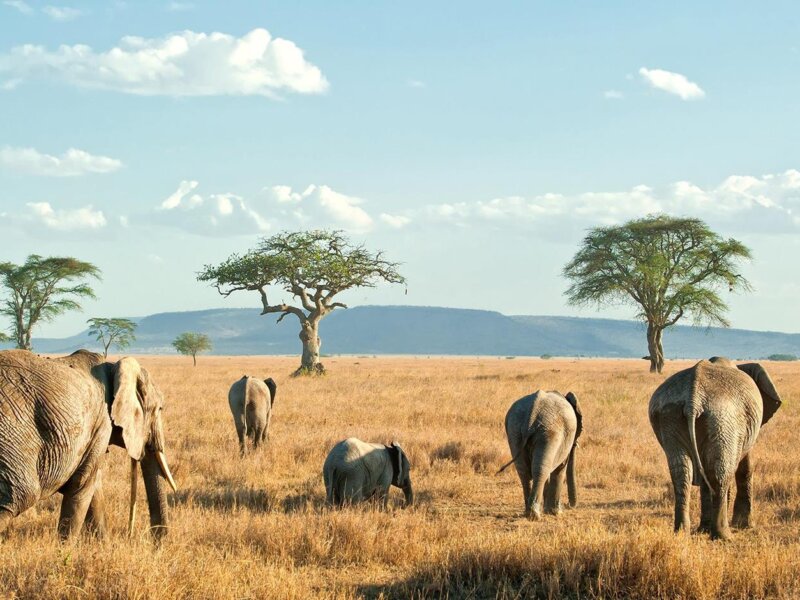 March Tanzania Safari Tours