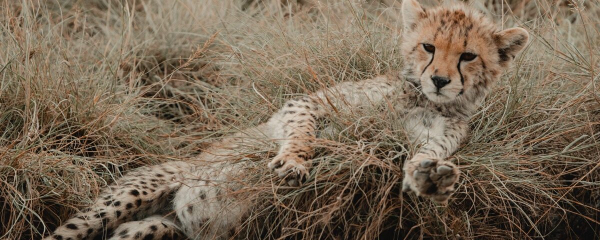 20 Days Tanzania Safari Holidays