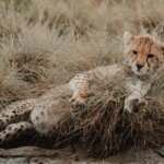 20 Days Tanzania Safari Holidays