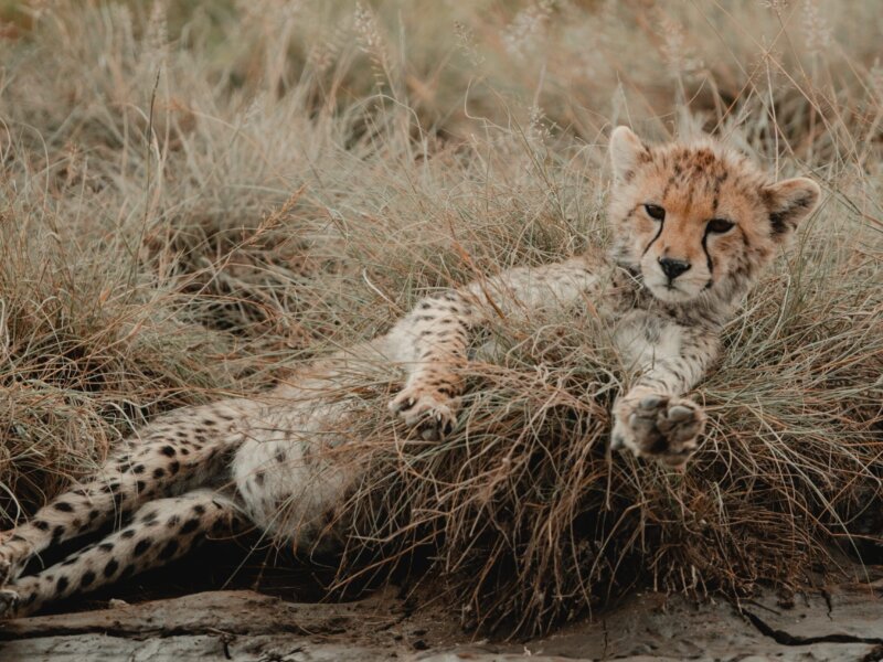 20 Days Tanzania Safari Holidays