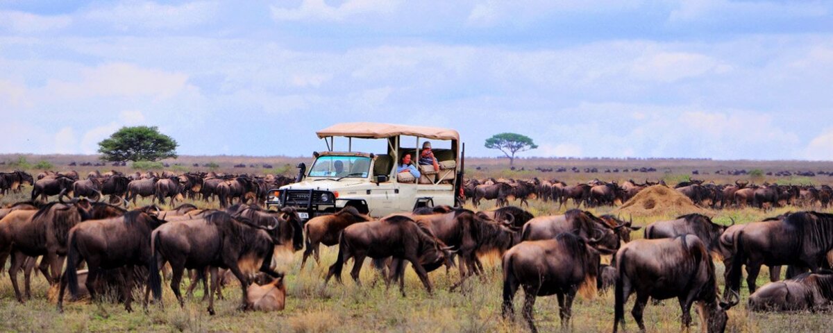 Wildebeest Migration Safari Tours
