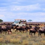 Wildebeest Migration Safari Tours