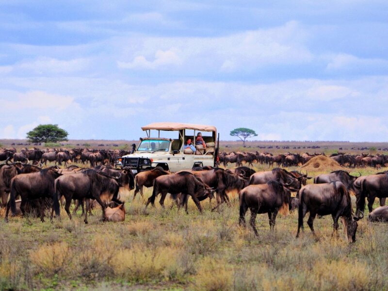 Wildebeest Migration Safari Tours