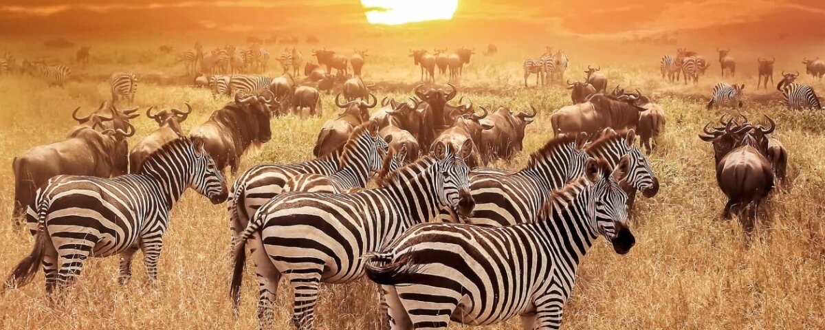 Tanzania Safari for Zebra Migration