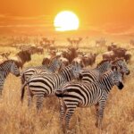Tanzania Safari for Zebra Migration