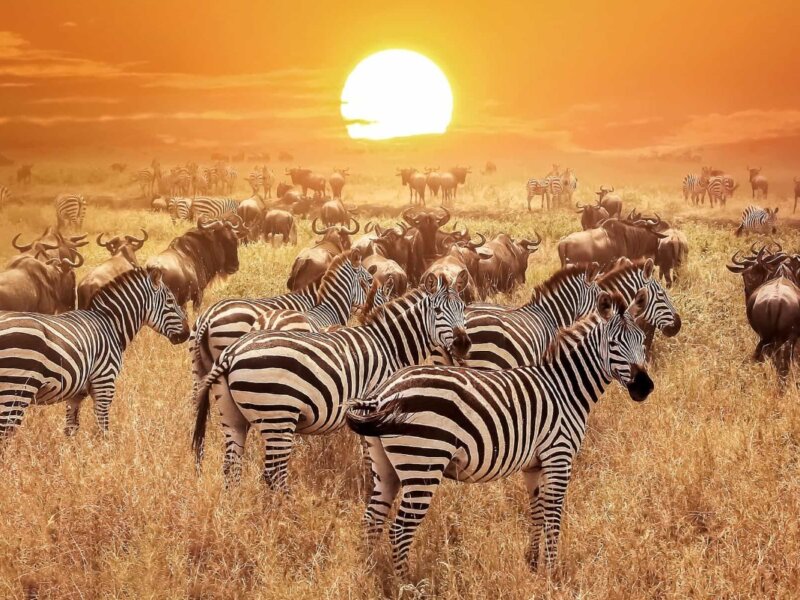 Tanzania Safari for Zebra Migration