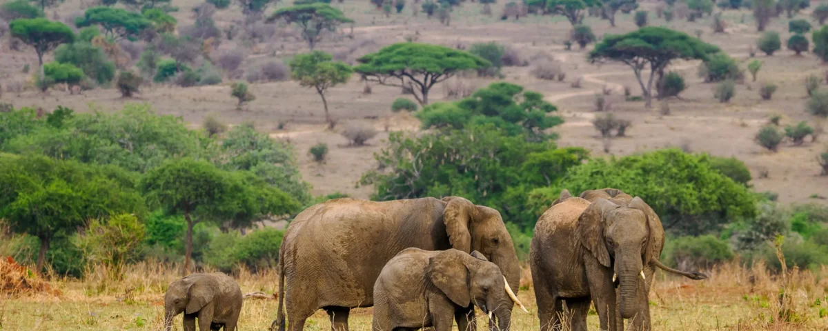 13 Days Tanzania Safari Adventures