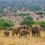 13 Days Tanzania Safari Adventures