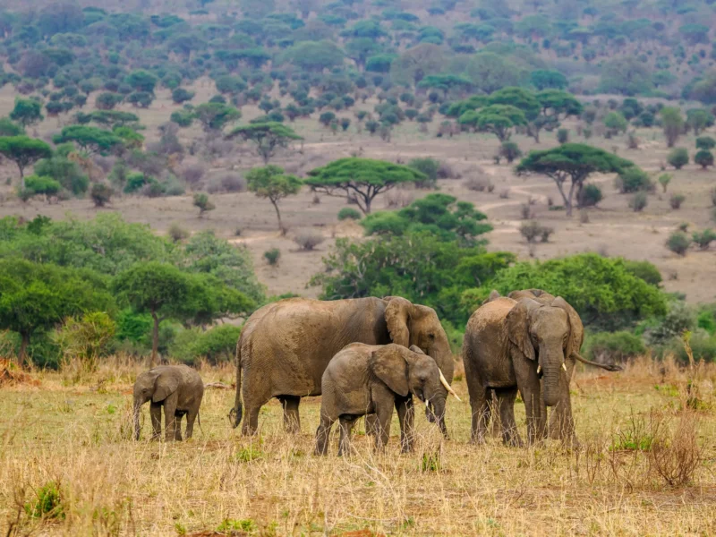 13 Days Tanzania Safari Adventures