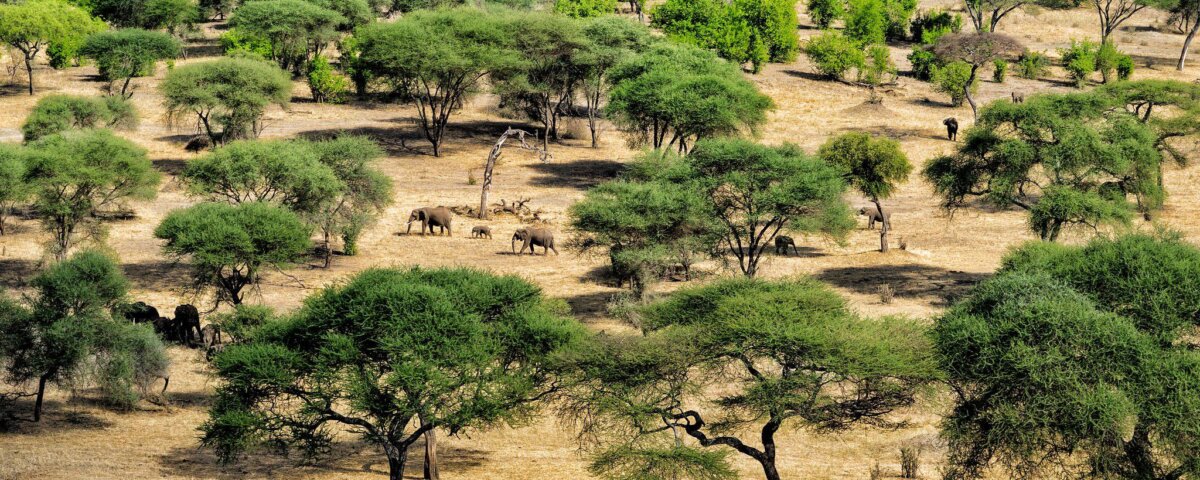 Tanzania Safari Health and Safety Tips