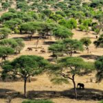 Tanzania Safari Health and Safety Tips