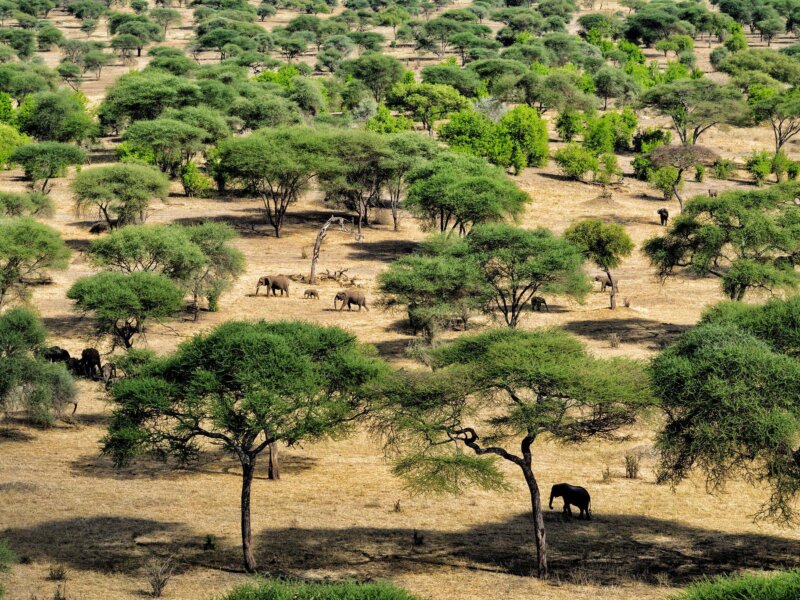 Tanzania Safari Health and Safety Tips