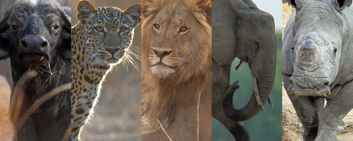 Tanzania Big Five Safaris