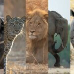 Tanzania Big Five Safaris