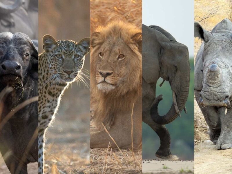 Tanzania Big Five Safaris