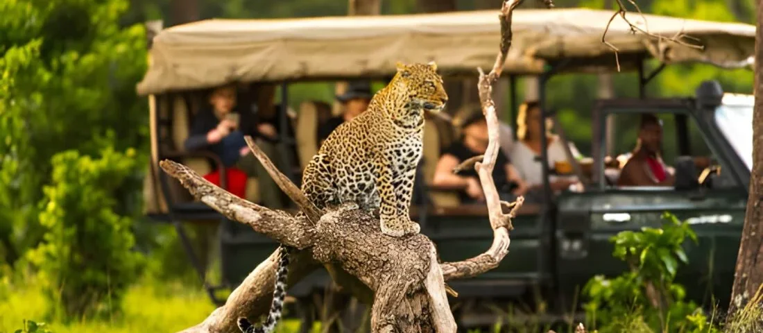 Tanzania Safari for First-Time Visitors: A Complete Beginner’s Guide