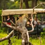 Tanzania Safari for First-Time Visitors: A Complete Beginner’s Guide