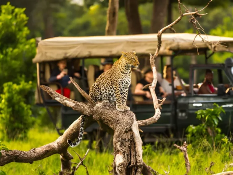 Tanzania Safari for First-Time Visitors: A Complete Beginner’s Guide