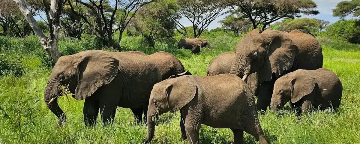 Tanzania Safari for Nature Lovers