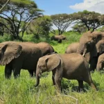 Tanzania Safari for Nature Lovers