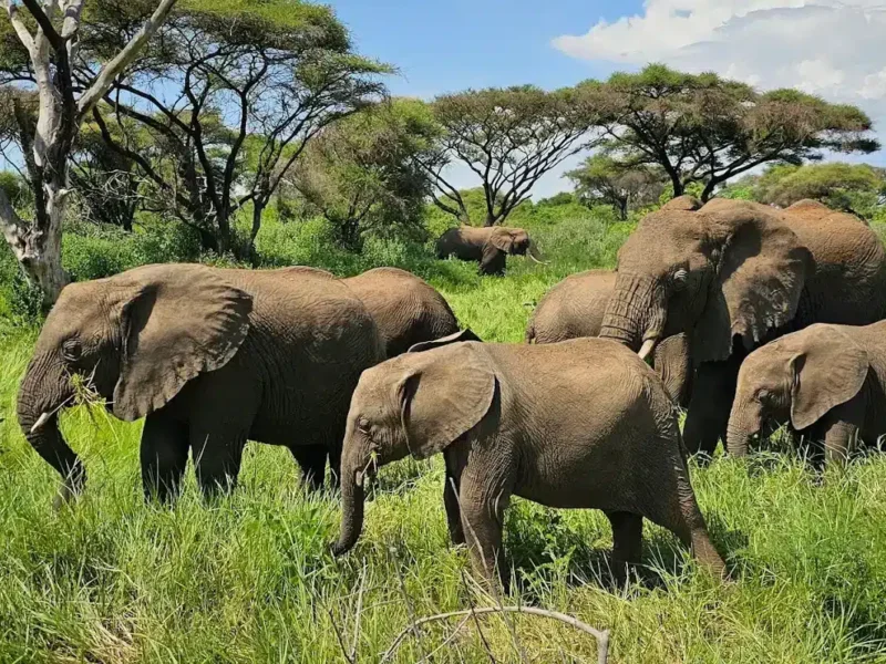 Tanzania Safari for Nature Lovers