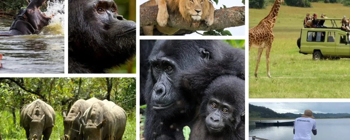 Tanzania Safari and Gorilla Trekking Tours