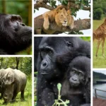 Tanzania Safari and Gorilla Trekking Tours