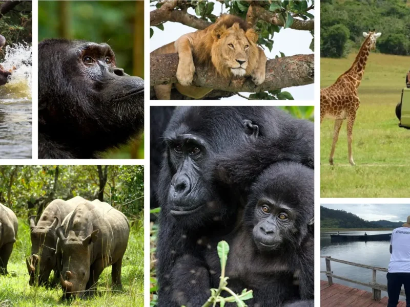 Tanzania Safari and Gorilla Trekking Tours