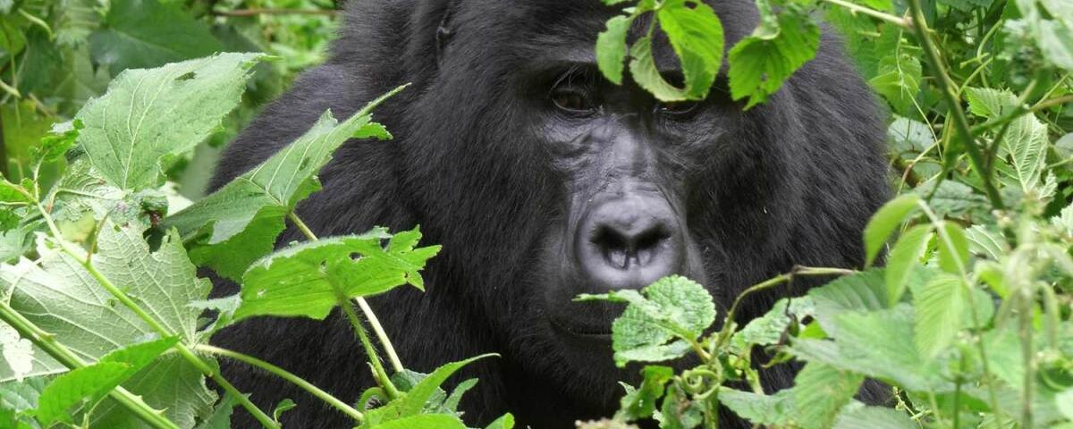 Trekking Bwindi gorilla families