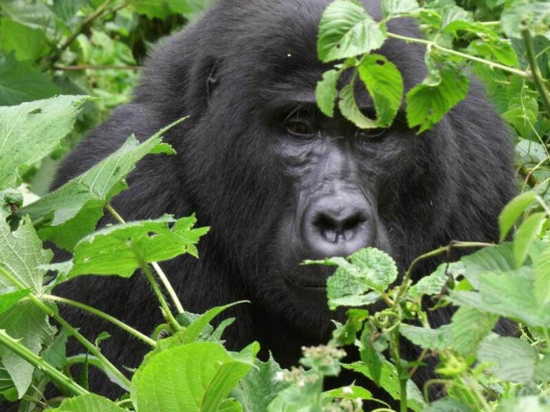 Trekking Bwindi gorilla families