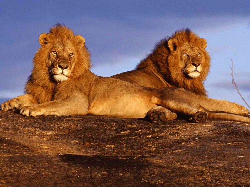 Travel Tips for Visiting Tsavo West National Park Planning ahead ensures a smoother safari experience in Tsavo West. Choosing the right package based on budget and interests is key. Giant Holiday Safaris offers tailored safari options, helping travelers secure accommodations and transport early, especially during peak seasons. Packing smart improves comfort. Neutral, lightweight clothing works best, along with sunscreen, sunglasses, insect repellent, hats, cameras, and reusable water bottles. Giant Holiday Safaris provides packing guidance so guests are well-prepared for the adventure. Health and safety remain important. Vaccinations, malaria prevention, and travel insurance add protection. With Giant Holiday Safaris, travelers receive clear health and safety advice to ensure peace of mind. Respecting wildlife rules enhances the safari. Avoid feeding animals, making loud noises, or leaving vehicles without guide permission. Giant Holiday Safaris emphasizes responsible tourism, ensuring safe and eco-friendly game drives. Hiring experienced guides transforms the journey. The professional guides at Giant Holiday Safaris understand animal behavior and park ecology, helping visitors spot wildlife and learn more about the environment. Finally, travelers should embrace the slower rhythm of the wilderness. Tsavo West offers sunsets, biodiversity, and peaceful landscapes. Giant Holiday Safaris ensures guests enjoy these meaningful moments, creating lasting safari memories.
