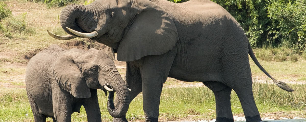 18 Days Tanzania Safari Tours
