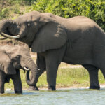 18 Days Tanzania Safari Tours