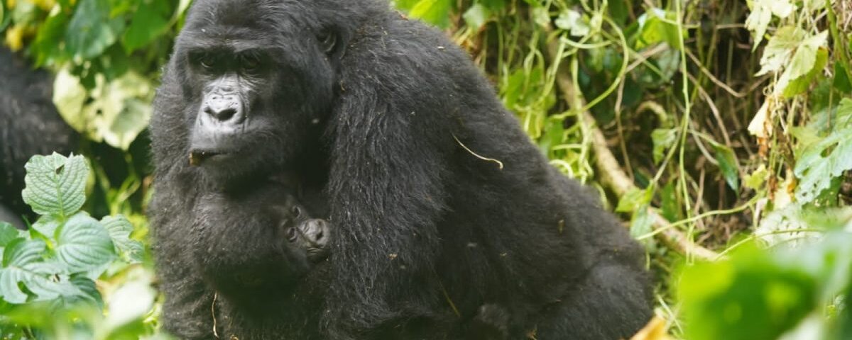 Uganda gorilla trekking Buhoma sector