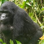 Uganda gorilla trekking Buhoma sector