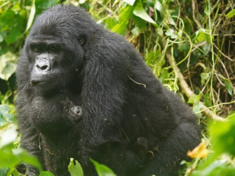 Uganda gorilla trekking Buhoma sector