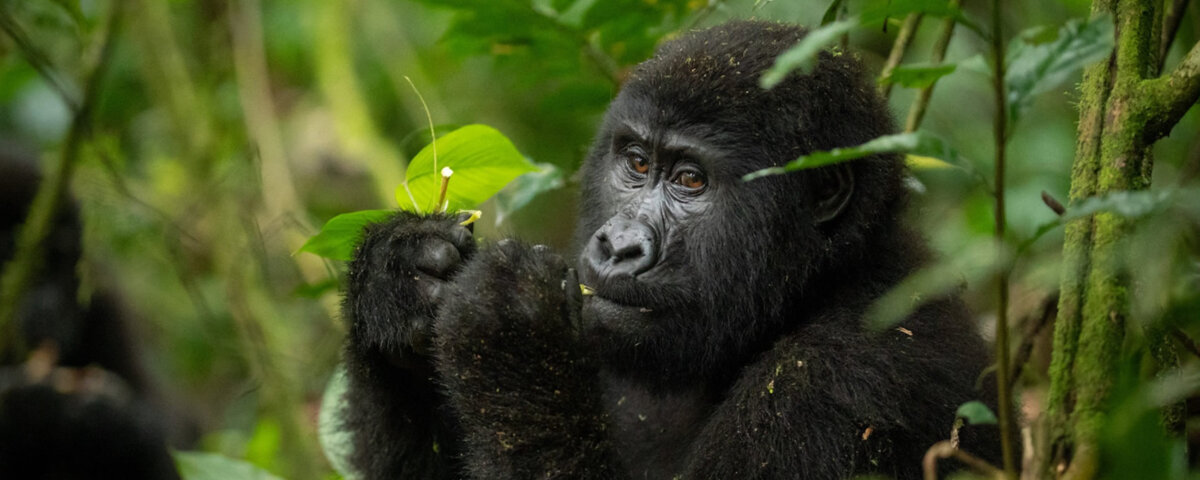 Uganda gorilla trekking Rushaga sector