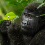 Uganda gorilla trekking Rushaga sector